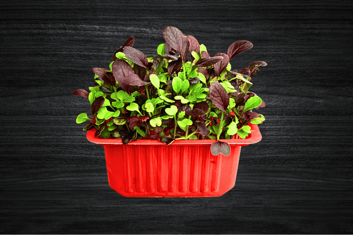 local-greens-karisik-mikrofiliz_