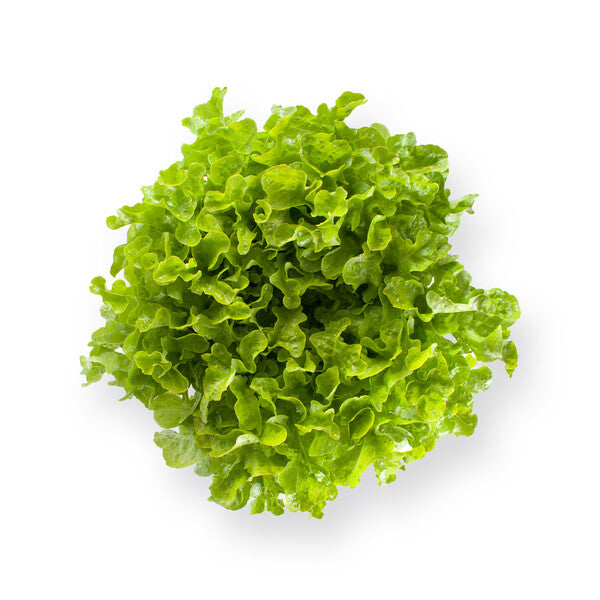 Local Greens Yaşayan Köklü Yeşil Palamut Marul