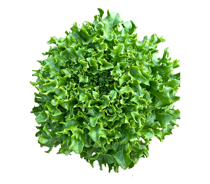 local-greens-citir-marul