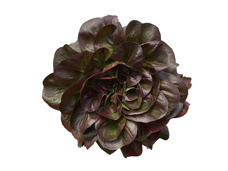 local-greens-kirmizi-gul