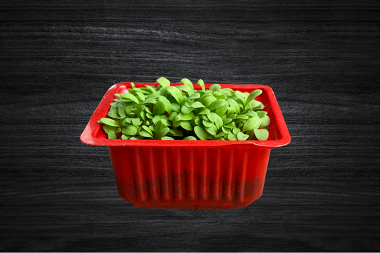 kuzu-kulagi-mikro-filiz-local-greens