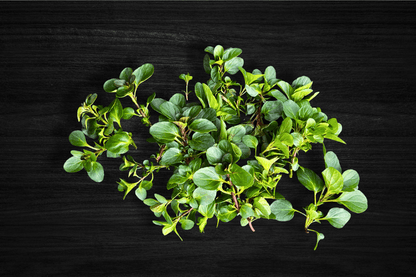 local-greens-bergamot-aromali-nane-ayiklanmis-paketli