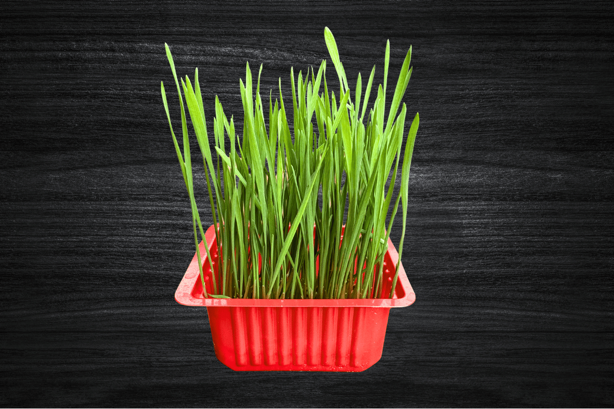 local-greens-bugday-cimi-mikro-filiz