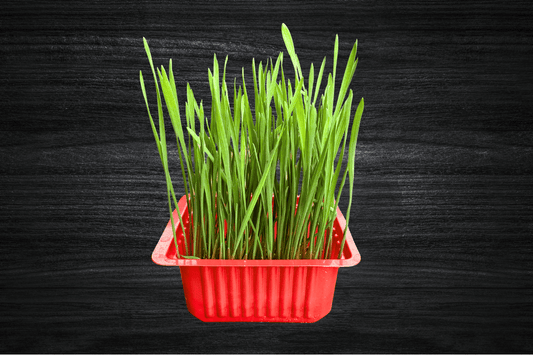 local-greens-bugday-cimi-mikro-filiz