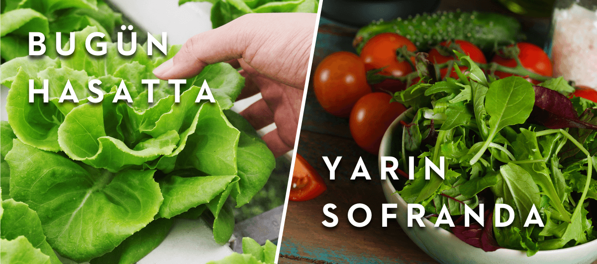 local-greens-bugun-hasatta-yarin-sofranda-banner