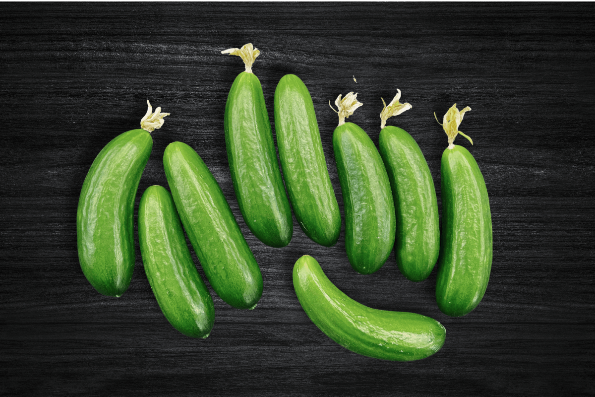 local-greens-cengelkoy-salatalik_8