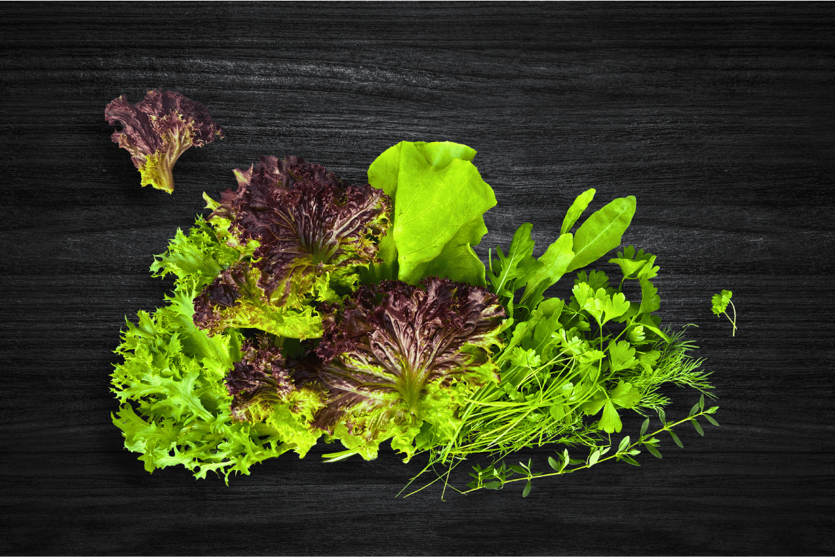 local-greens-ege-salata-acik