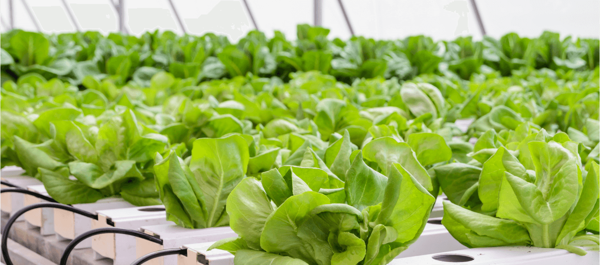 local-greens-hakkimizda-banner