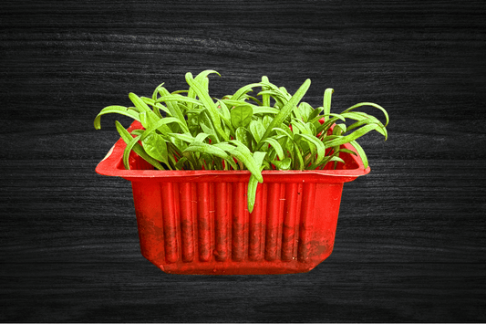 local-greens-ispanak-mikro-filiz