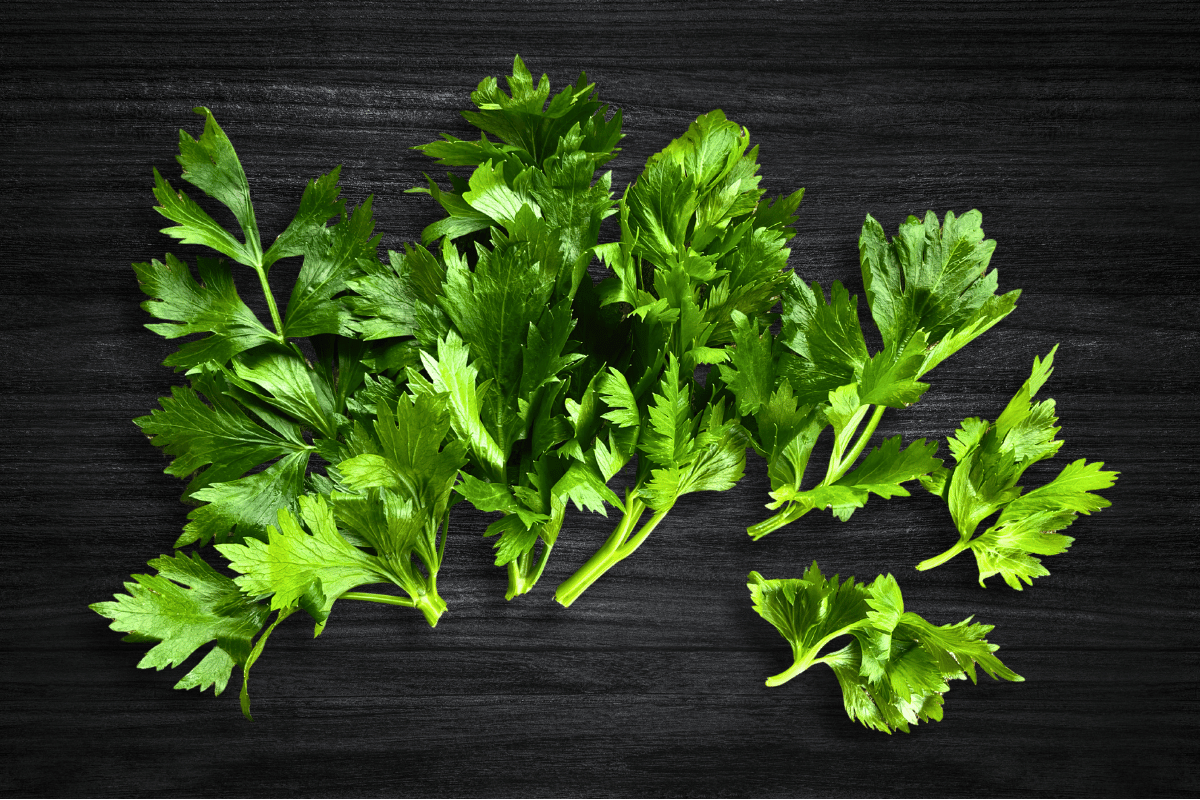 local-greens-kereviz-yapraklari-100g-paket