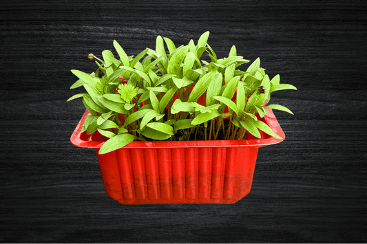 local-greens-kisnis-coriander-mikro-filiz