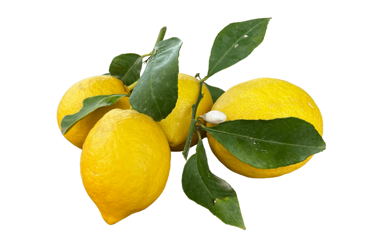 local-greens-taze-limon-dalindan
