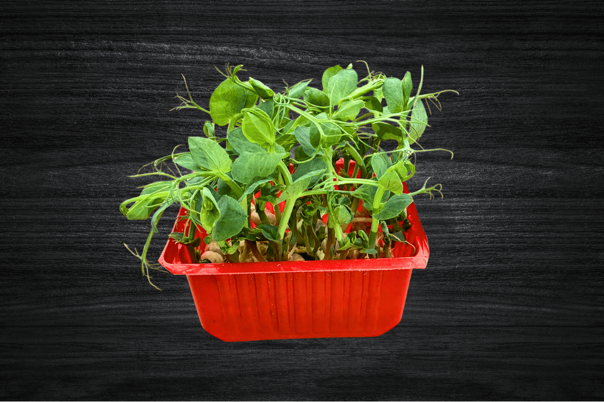 mikro-bezelye-ocal-greens