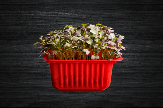 mizuna-mikro-filiz-local-greens