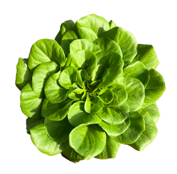 local-greens-yesil-gul